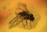 Fossil Wasp (Hymenoptera) & Several Flies (Diptera) In Baltic Amber #105489-2